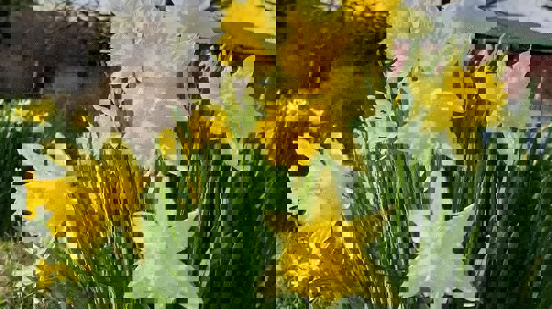 Opningstider og program i påskeveka