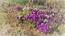 Våren er komen. Bli med på dugnaden laurdag 27. april kl 10 og utover dagen!