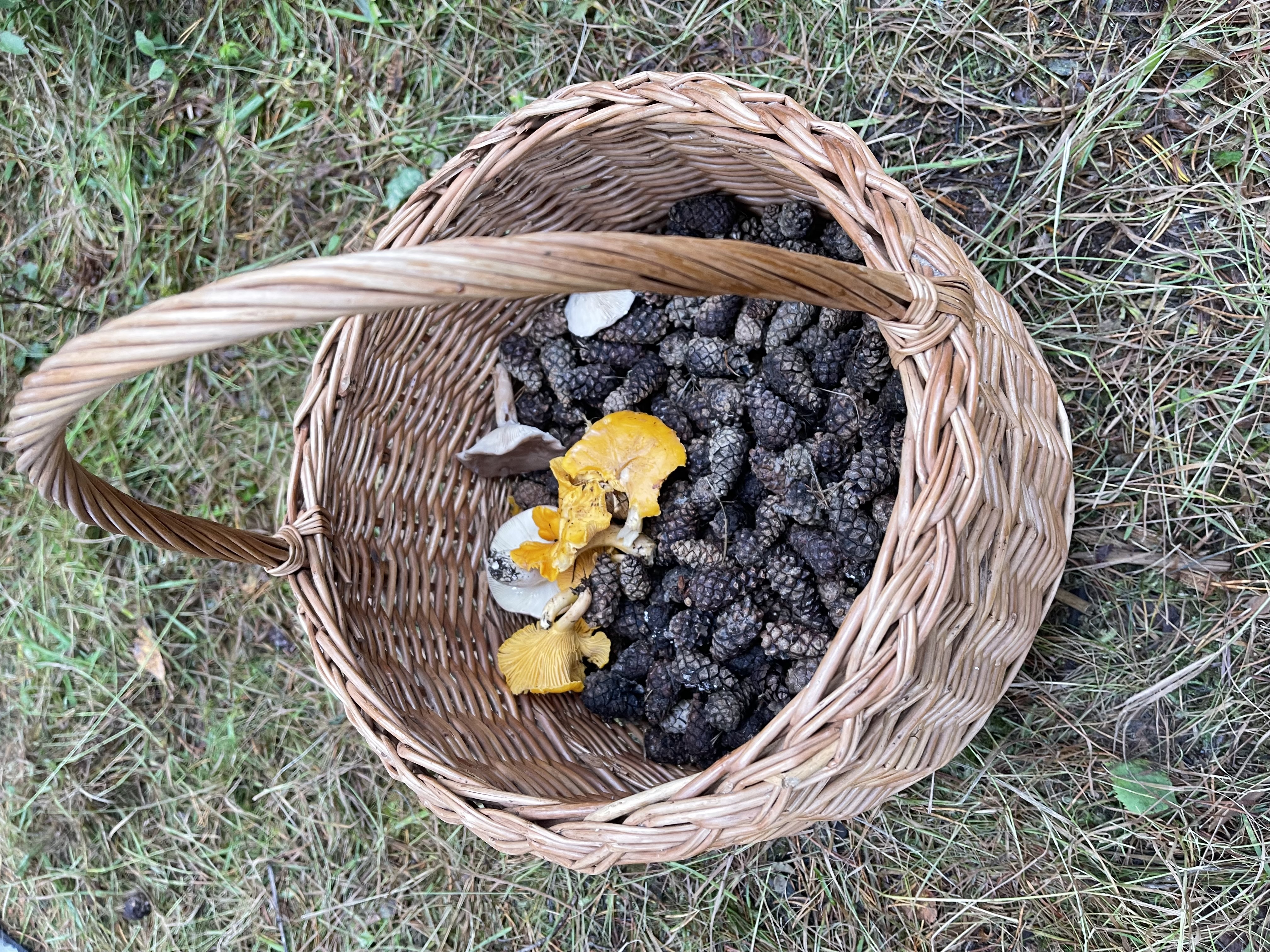 Skogtur og sopptur med Hobbyklubben