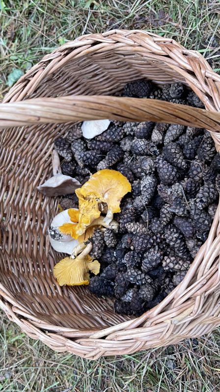 Skogtur og sopptur med Hobbyklubben