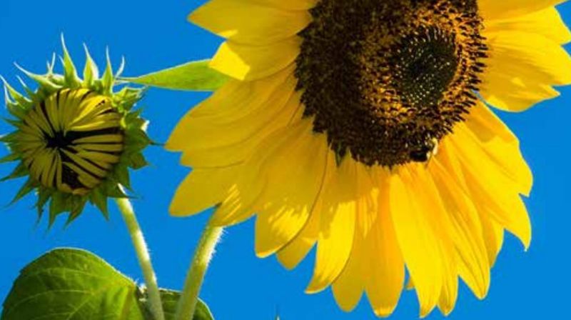 God sommer!