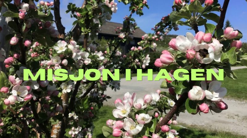 Misjon i hagen
