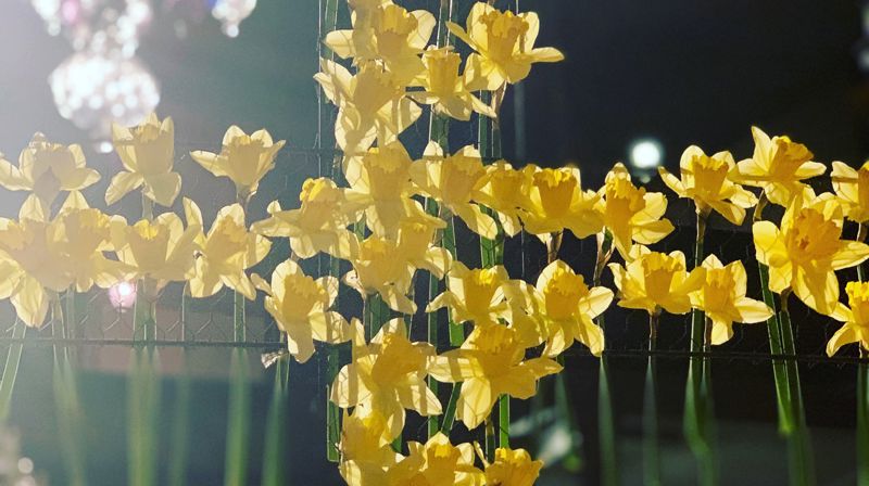 Påsketradisjoner i Kongsberg kirke