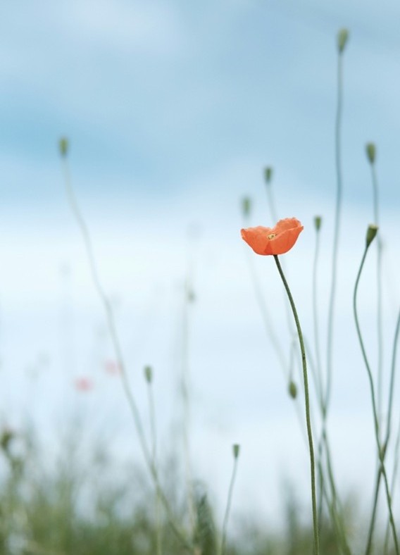 Foto: Unsplash.com_Raquel Raq
