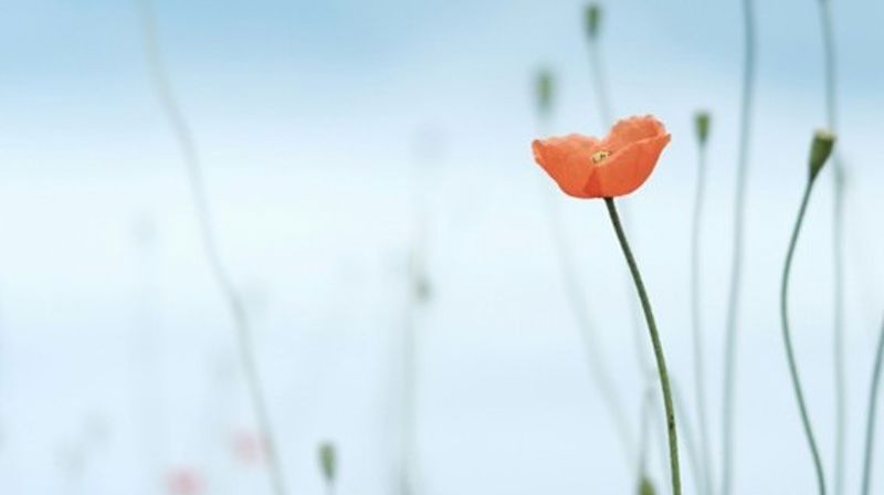 Foto: Unsplash.com_Raquel Raq