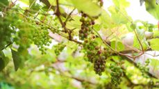 Foto av drueranke: Den norske kirke / Helene Moe Slinning