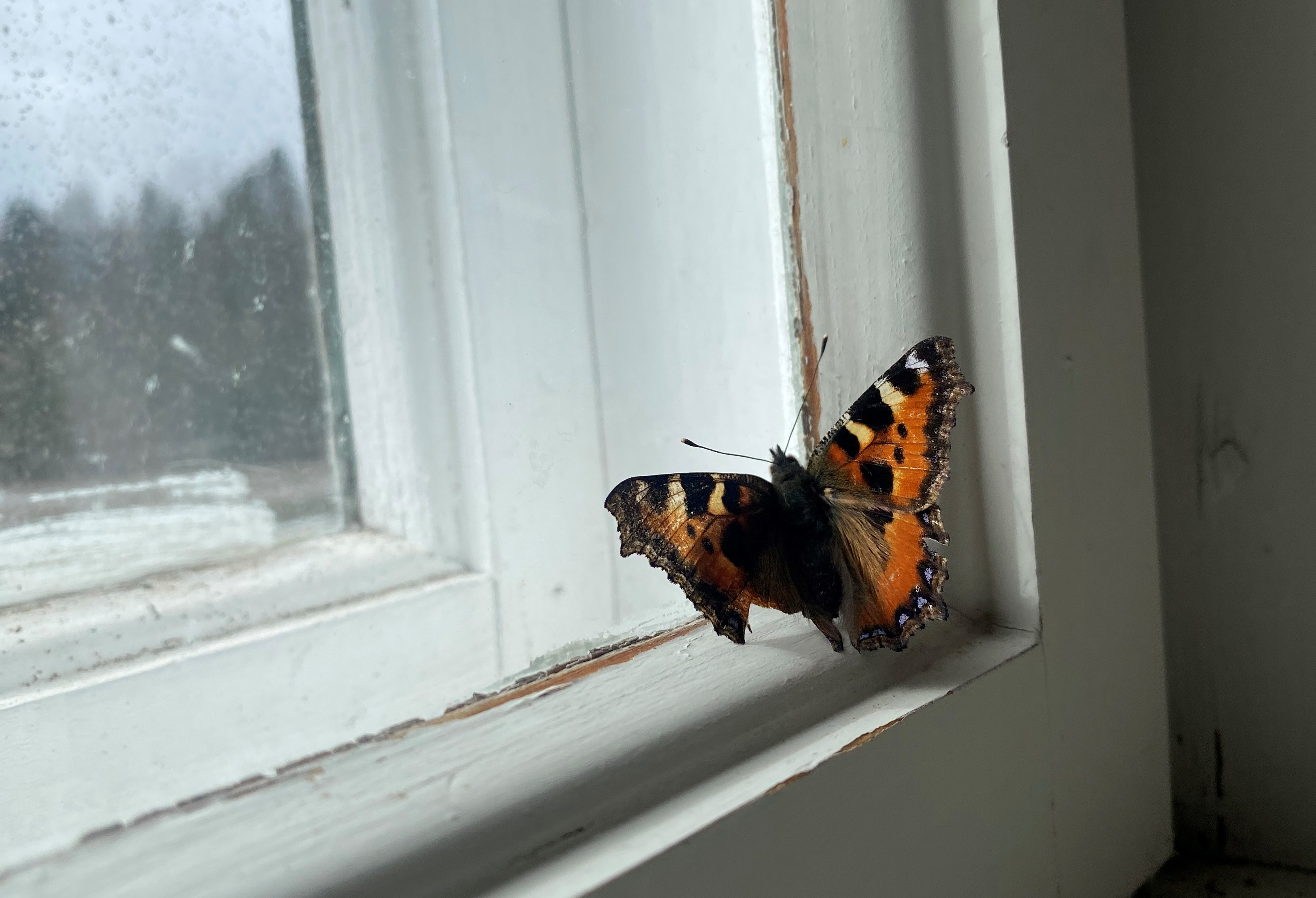 Sommerfugl i Hvarnes kirke. Foto: Kristina Hvarnes Andersen