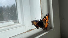 Sommerfugl i Hvarnes kirke. Foto: Kristina Hvarnes Andersen