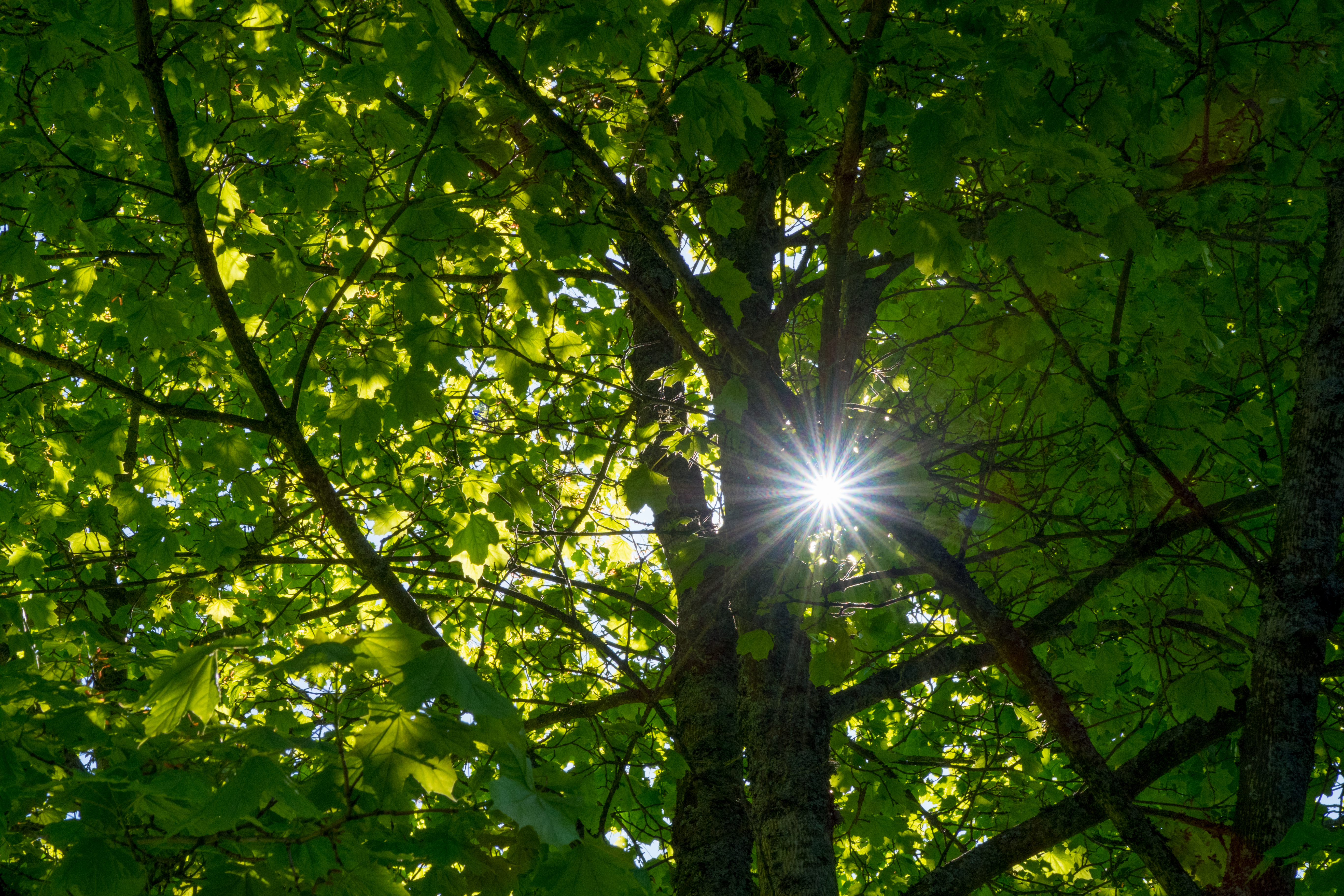 Illustrasjonsbilde grønne blader. Foto: Lars Verket