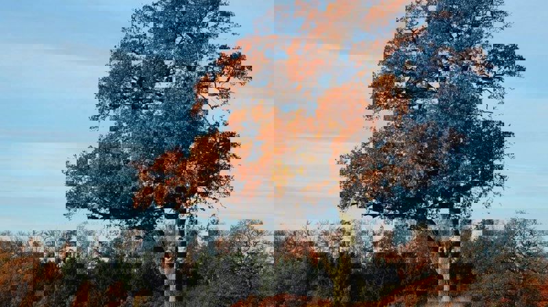 Fasten 2021: Jeg er en gjest her.