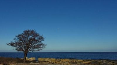 Fasten 2021: Treet ved verdens ende - og hvile for sjelen