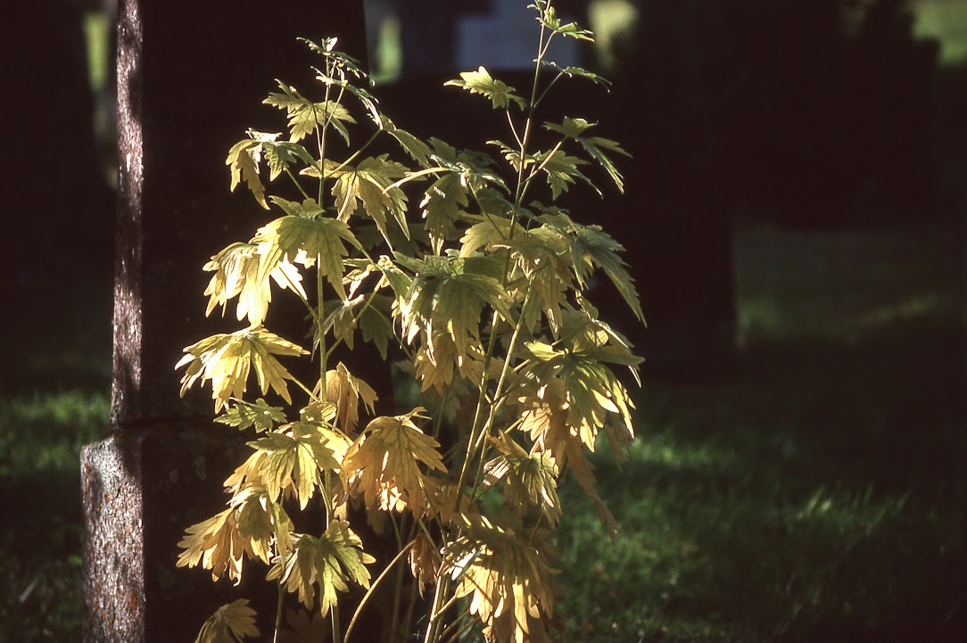 "Av jord er du kome" - gravminne på Lesja kyrkjegard (foto: Jogrim Nordsletten)