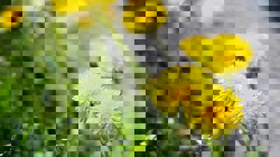 Hestehov illustrasjonsbilde