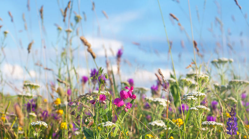 Nye ansatte til høsten