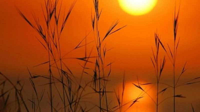 Det Norske Misjonsselskap