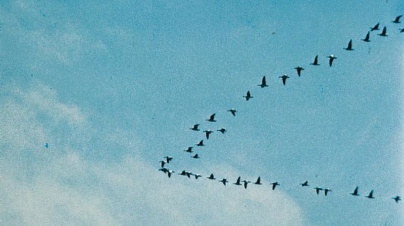 Fugletrekk, Store Norske leksikon