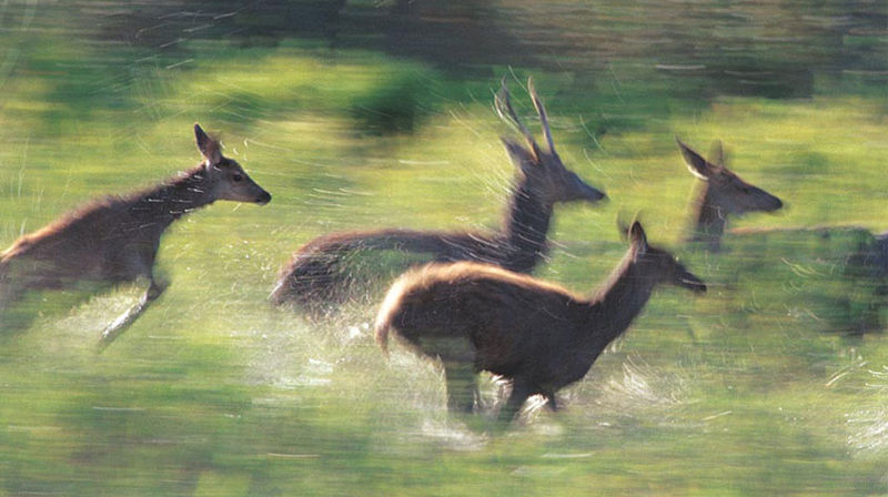 Vern om skaperverket