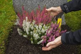 Fornyelse av feste - har du fått en regning i posten?