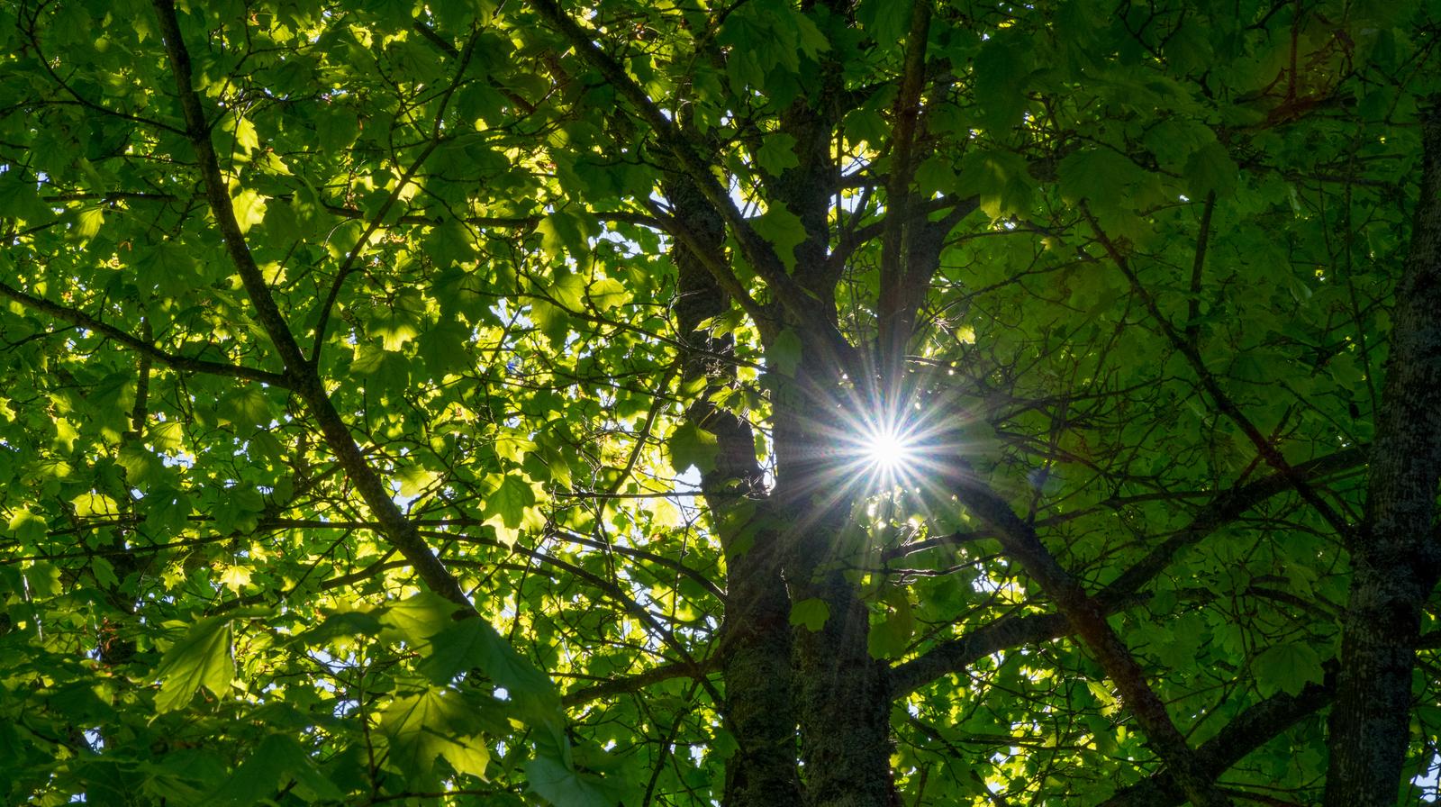 Den norske kirkes engasjement for klima og miljø