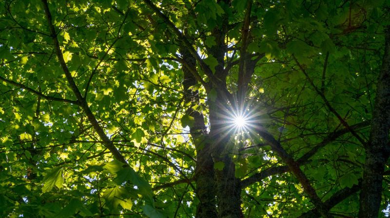 Den norske kirkes engasjement for klima og miljø