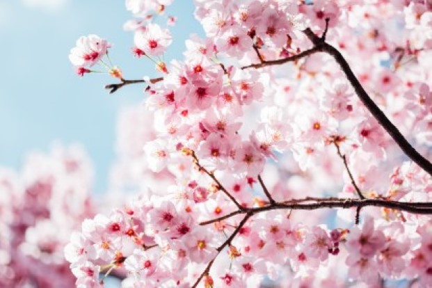 Photo by Masaaki Komori on Unsplash