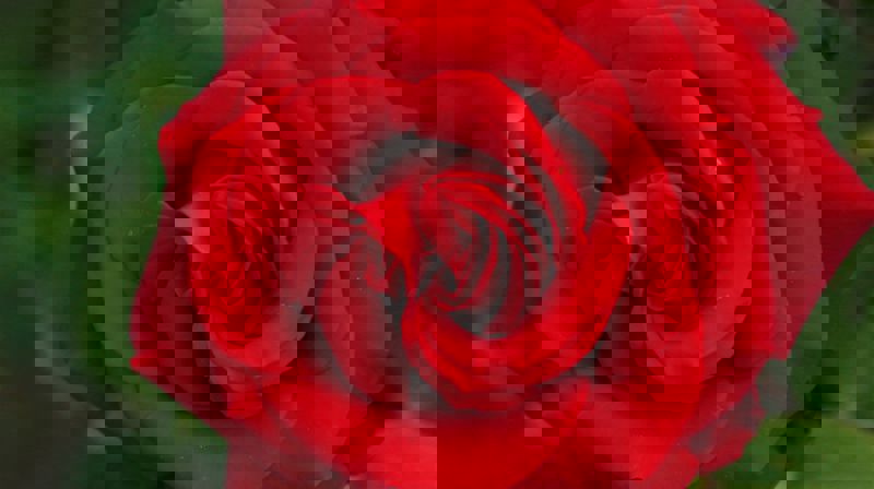 Klokkeringing og åpen kirke 22. juli