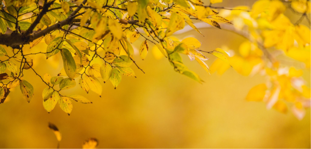 Sorgstøttekurs i Valdres