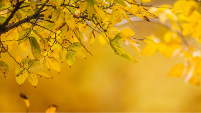 Sorgstøttekurs i Valdres