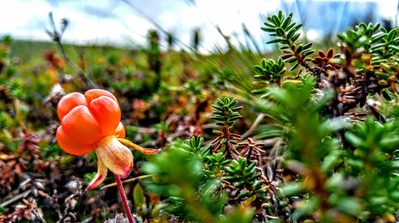 Ta turen til fjells på søndag - på stølsmesse