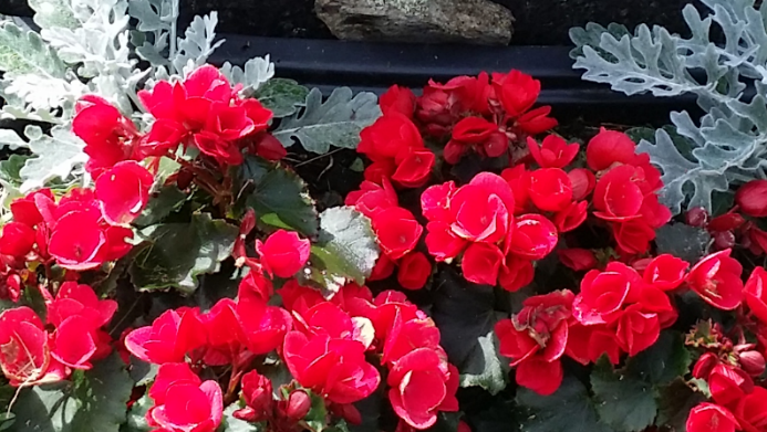 Blomsterflor
