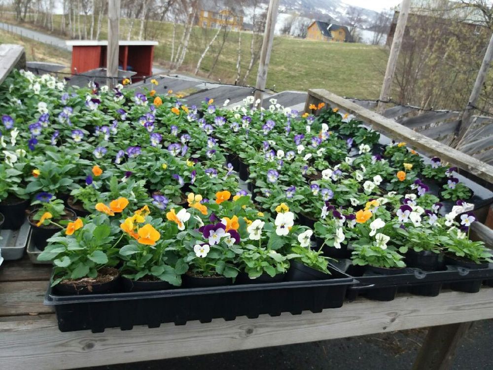 Herdige planter