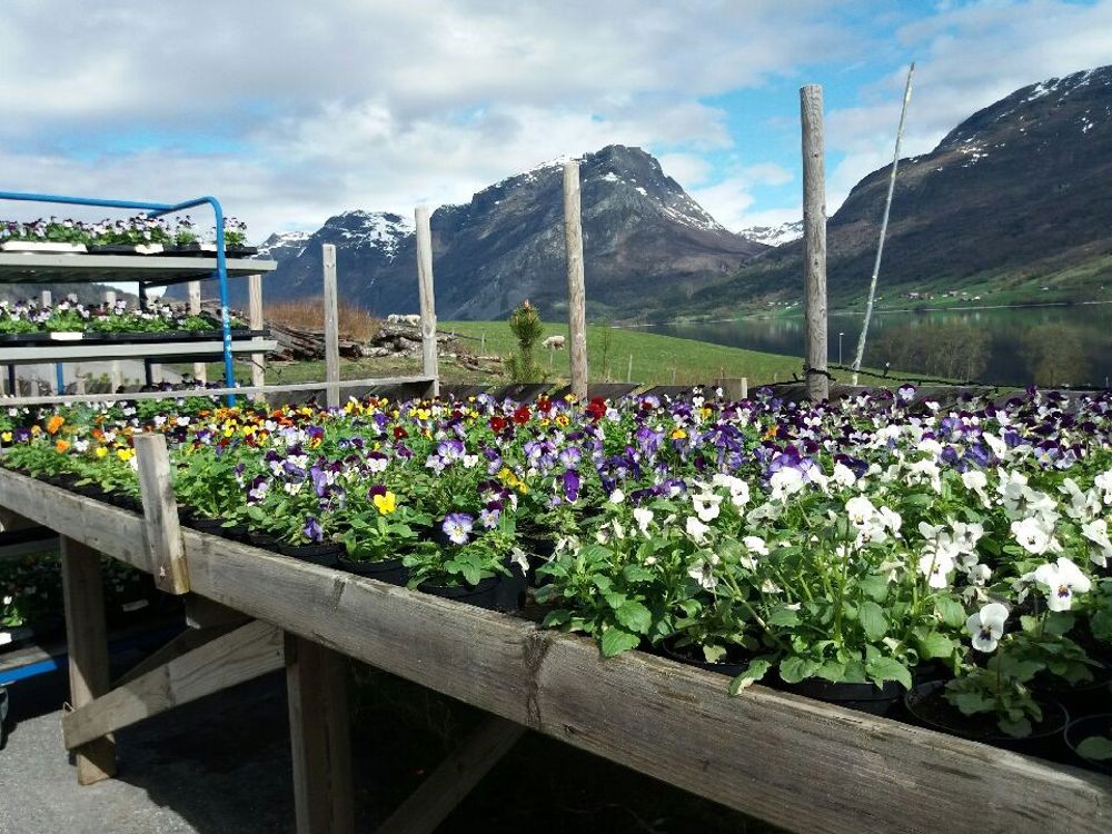 Egenproduserte stemor fra Lund arbeidsbase 