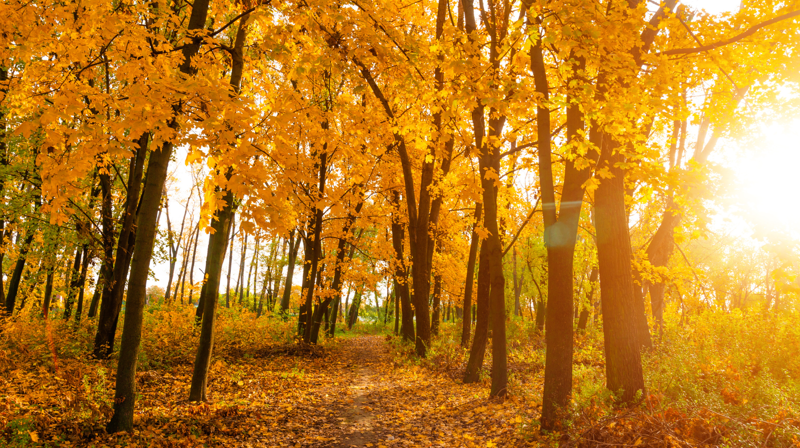Novemberlys