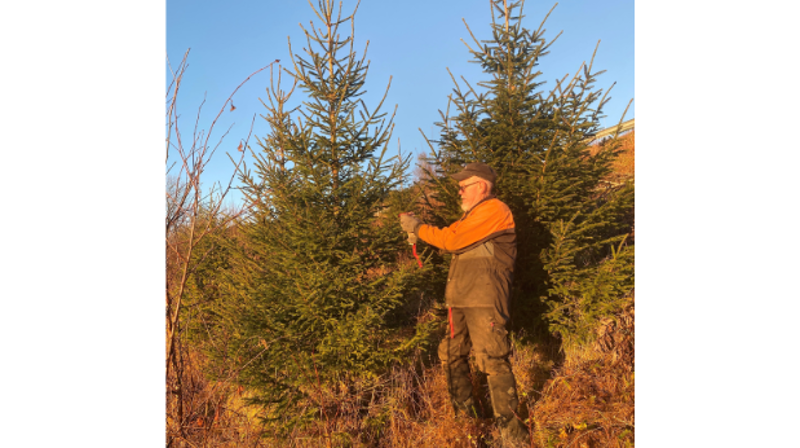 Olav Erling Solem gir årets juletrær