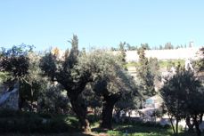 Trærne er nok ikke helt fra Jesu tid, men de står i Getsemane, hagen som Jesus gikk til etter påskemåltidet, og hvor han ble arrestert. I bakgrunnen ligger bymuren.