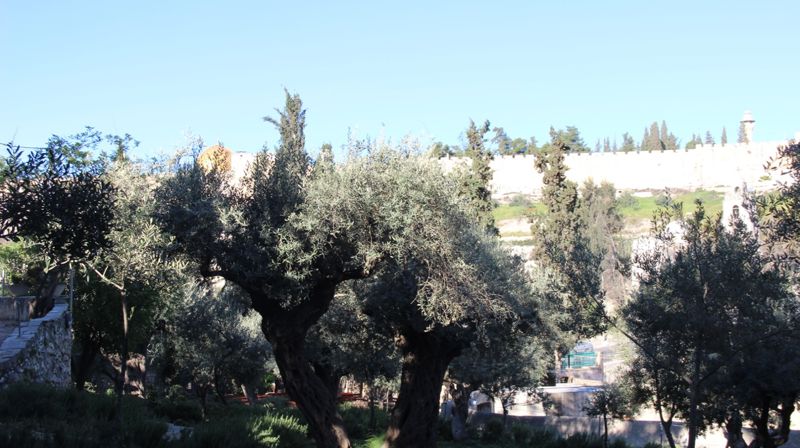 Trærne er nok ikke helt fra Jesu tid, men de står i Getsemane, hagen som Jesus gikk til etter påskemåltidet, og hvor han ble arrestert. I bakgrunnen ligger bymuren.