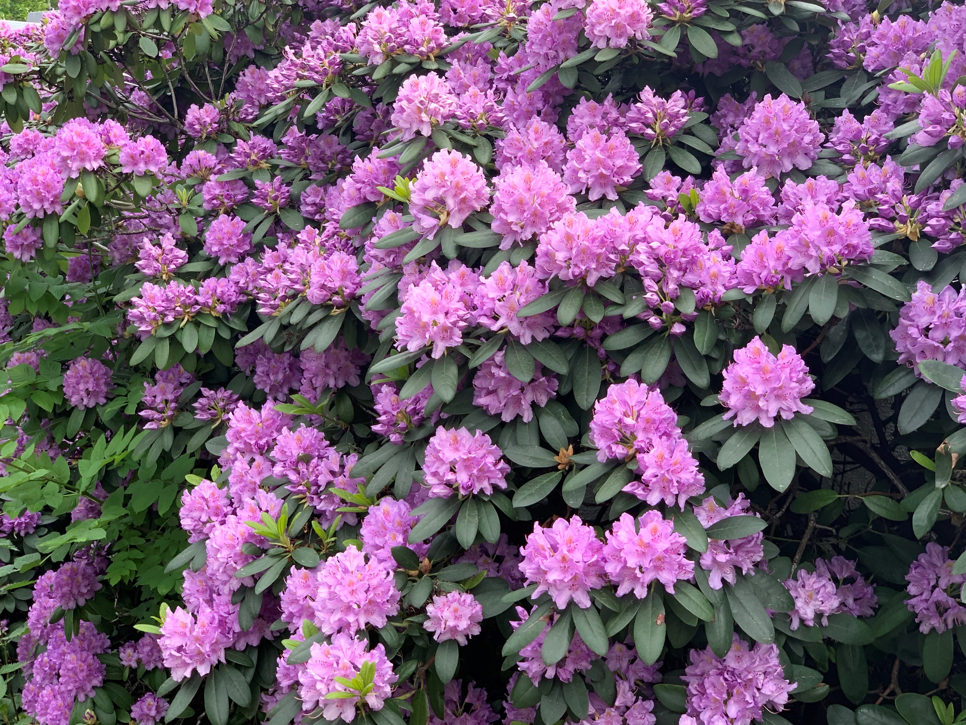 Kirken i Oslo hilser deg god sommer med blomstrende rhododendron utenfor hovedkontoret i Akersbakken.