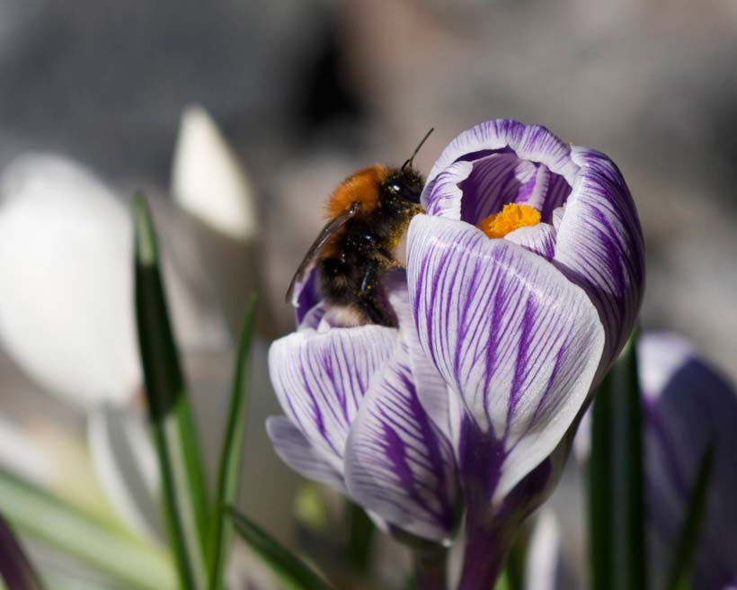 Urbant landbruk og humlekurs i BMVA = sant