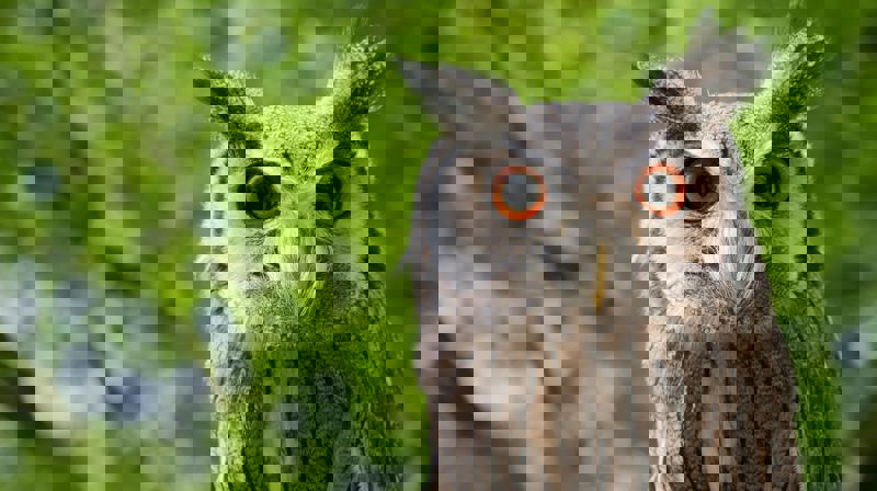 Online quiz - bli med!