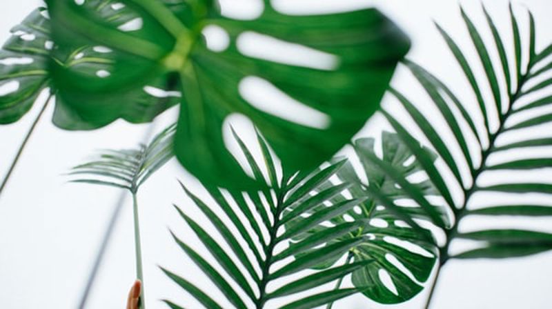 Foto: Avel Chuklanov /Unsplash