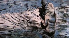 Collage av tresnitt og akvarell laget av vår egen Marianne Gihle.