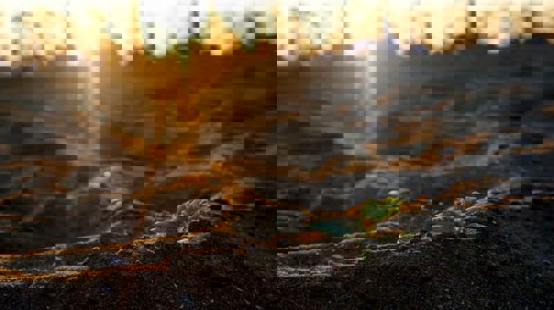 Foto Felix on Unsplash