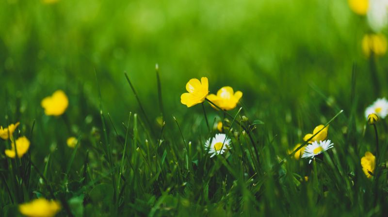 Sommeraktiviteter i Groruddalen