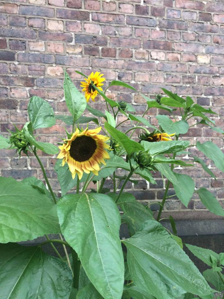 Solsikkene fra det ene kirkebedet. Foto: Kirsten M. Aase Finch