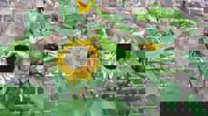 Solsikkene fra det ene kirkebedet. Foto: Kirsten M. Aase Finch