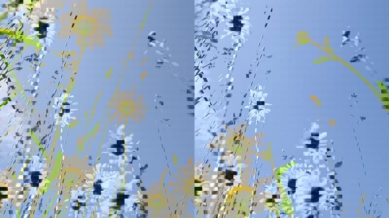 Kirke på torget 24. mai