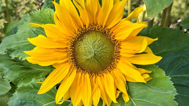 Mortensrud blomstrer 2026