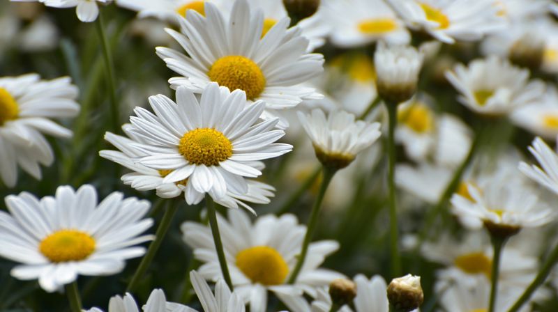 SENIORTREFF 7.MAI