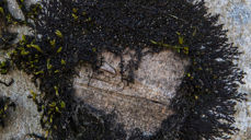 Foto: Odd Vegge