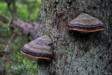 Foto: Odd Vegge